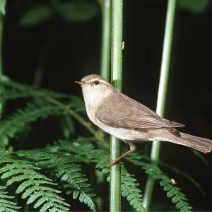 WILLOW WARBLER - perched on branch WILLOW WARBLER - perched on branch