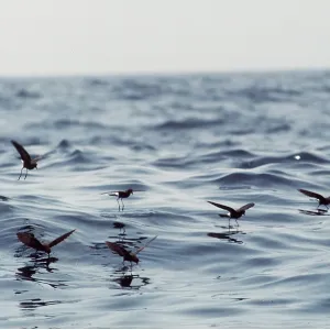 WILSON'S PETRELS - group in flight over sea WILSON'S PETRELS - group in flight over sea