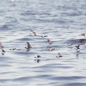 WILSON'S PETRELS - group, in flight over sea WILSON'S PETRELS - group, in flight over sea