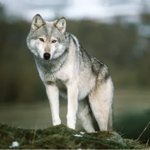 WOLF WOLF