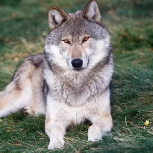 WOLF WOLF