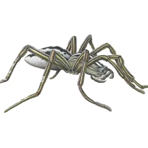 Wolf Spider Wolf Spider