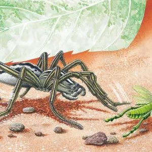Wolf spider preying on Grasshopper Wolf spider preying on Grasshopper