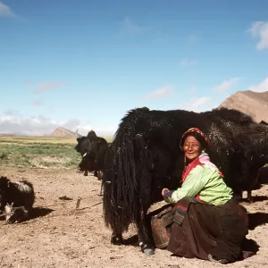 WOMAN MILKING YAK WOMAN MILKING YAK