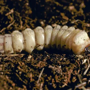 Wood Boring Grubs Wood Boring Grubs
