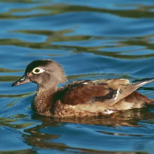 Wood DUCK - female in breeding plumage on pond Wood DUCK - female in breeding plumage on pond