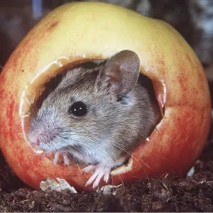 Wood / Long-tailed field MOUSE - in apple Wood / Long-tailed field MOUSE - in apple