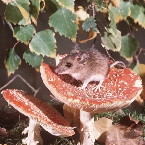 Wood / Long-tailed field MOUSE - On toadstool Wood / Long-tailed field MOUSE - On toadstool