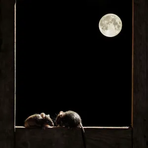 Wood mouse - Two adult in the frame of a window Wood mouse - Two adult in the frame of a window