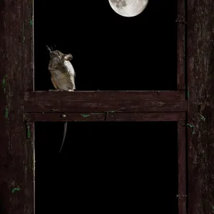 Wood mouse - in the frame of a window and the moon Wood mouse - in the frame of a window and the moon