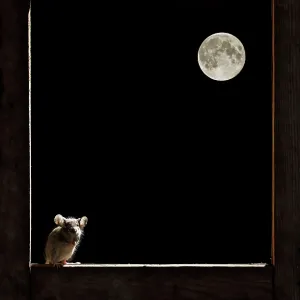 Wood Mouse - in the frame of a window and the moon Wood Mouse - in the frame of a window and the moon