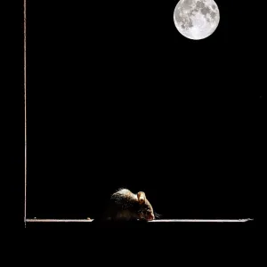 Wood Mouse in the frame of a window and the moon Wood Mouse in the frame of a window and the moon