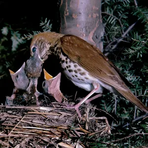Wood Thrush - at nest with young Wood Thrush - at nest with young