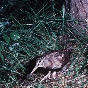 WOODCOCK - walking WOODCOCK - walking