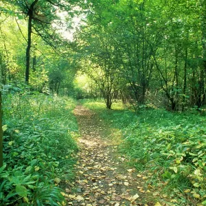 Woodland Footpath in Nature Reserve
