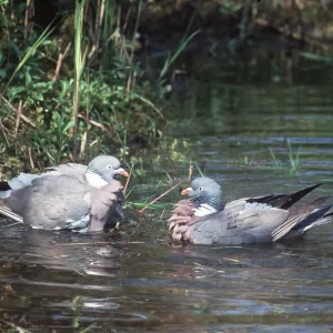 WOODPIGEON - x two, in water