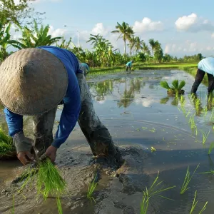 Workers - Rice planting near Uluwatu Workers - Rice planting near Uluwatu