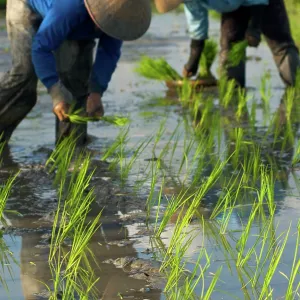 Workers - Rice planting Uluwatu Workers - Rice planting Uluwatu