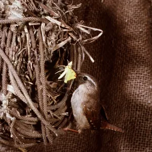 WREN - carrying Brimstone moth to nest with sacking WREN - carrying Brimstone moth to nest with sacking