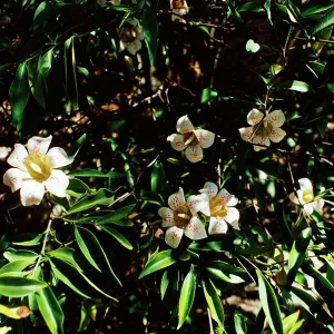 WrightIs GARDENIA WrightIs GARDENIA