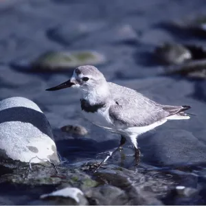 WRYBILL