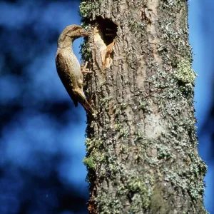 WRYNECK - AT NEST IN TREE WRYNECK - AT NEST IN TREE