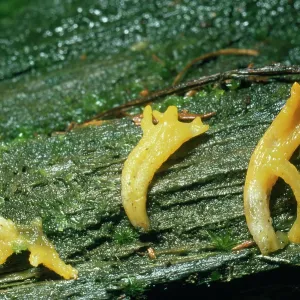 Yellow / Antler Fungus Yellow / Antler Fungus