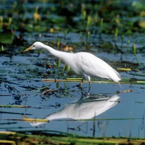 Yellow-billed Egret Yellow-billed Egret
