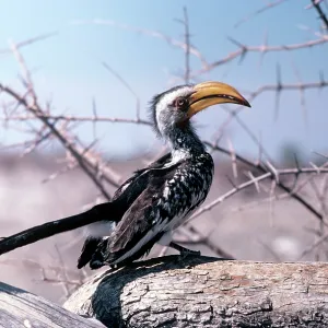 Yellow-billed Hornbill Yellow-billed Hornbill