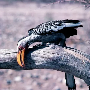 Yellow-billed Hornbill - wiping beak on branch Yellow-billed Hornbill - wiping beak on branch
