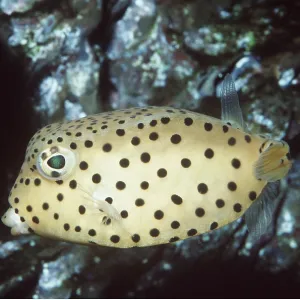 YELLOW BOXFISH YELLOW BOXFISH