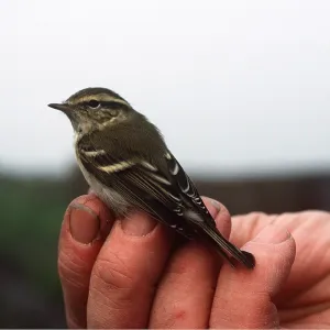 Yellow-browned Warbler