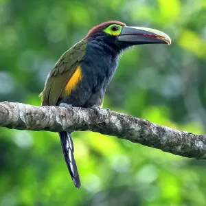 Yellow-eared Toucanet, Selenidera spectabilis. The Yellow-eared Toucanet, Selenidera spectabilis. The