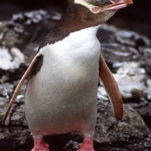 YELLOW-EYED PENGUIN - on rock YELLOW-EYED PENGUIN - on rock