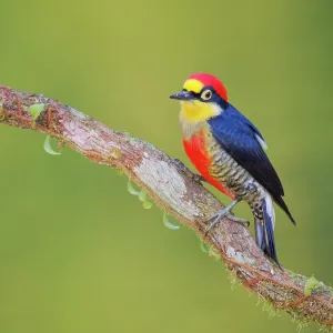 Yellow Fronted Woodpecker Melanerpes flavifrons Yellow Fronted Woodpecker Melanerpes flavifrons