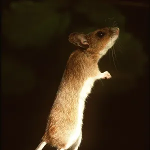 Yellow-Necked Mouse - standing Yellow-Necked Mouse - standing