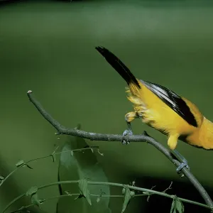 Yellow Oriole - perched on a branch - rear view Yellow Oriole - perched on a branch - rear view