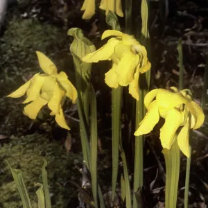 Yellow Pitcher Plant Yellow Pitcher Plant