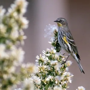 YELLOW RUMPED WARBLER - in floral bush YELLOW RUMPED WARBLER - in floral bush