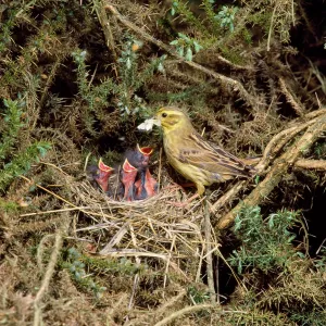 Yellowhammer - female feeding chicks at nest Yellowhammer - female feeding chicks at nest