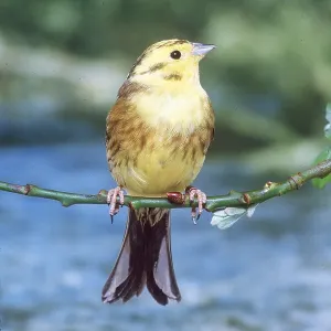 YELLOWHAMMER / YELLOW BUNTING - on branch YELLOWHAMMER / YELLOW BUNTING - on branch