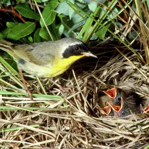 Yellowthroat - male at nest with young Yellowthroat - male at nest with young