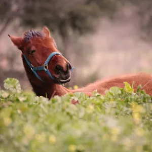 Yong foal lying down outside