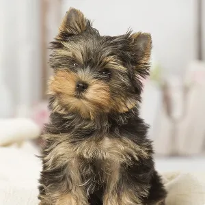 Yorkshire Terrier puppy dog indoors Yorkshire Terrier puppy dog indoors