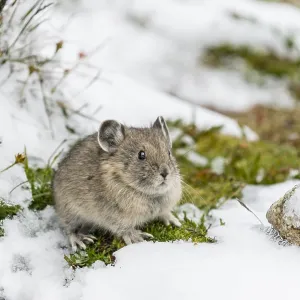 Young American pika (Ochotona princeps) after summer Young American pika (Ochotona princeps) after summer
