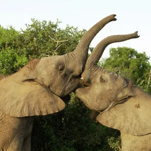 Young Elephants Sparing Young Elephants Sparing