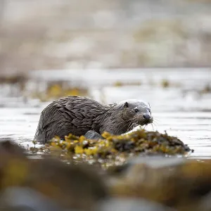 Young European otter (Lutra lutra) fishing in a Young European otter (Lutra lutra) fishing in a