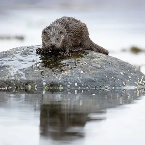 Young European otter (Lutra lutra) fishing in a Young European otter (Lutra lutra) fishing in a