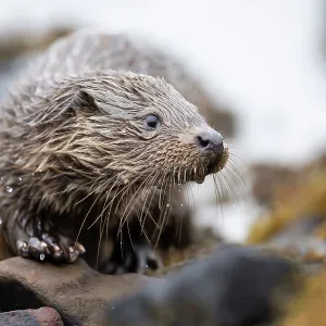 Young European otter (Lutra lutra) fishing in a Young European otter (Lutra lutra) fishing in a