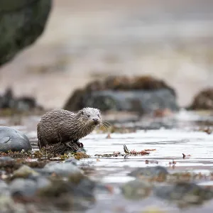 Young European otter (Lutra lutra) fishing in a Young European otter (Lutra lutra) fishing in a